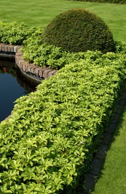 Skuggröna 'Green Carpet'>Omnia garden