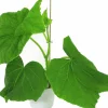 Slanggurka lat. Cucumis sativus 'Candy'>Mäster Grön Discount