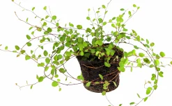 Slideranka Muehlenbeckia 12cm kruka>Danblumen Outlet