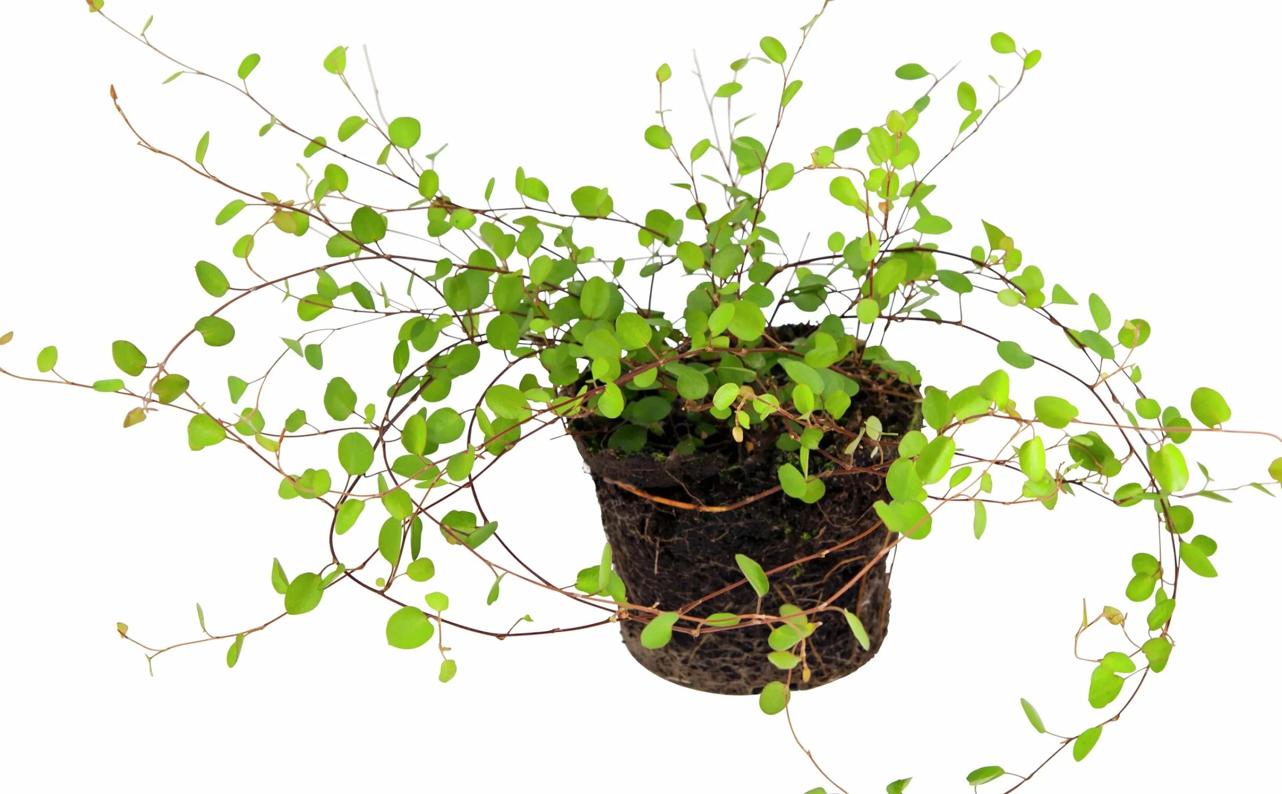Slideranka Muehlenbeckia 12cm kruka>Danblumen Outlet
