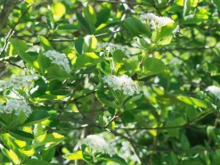 Slånaronia 'Elata' Barrotad>Omnia garden New