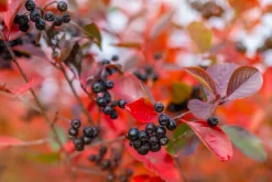 Slånaronia 'Elata' FK Västeråker Certifierad Krukodlad>Omnia garden Clearance