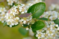 Slånaronia 'Elata' FK Västeråker Certifierad Krukodlad><noscript><img width=