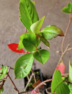 Slånaronia 'Elata' FK Västeråker Certifierad Krukodlad><noscript><img width=