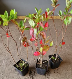 Slånaronia 'Elata' FK Västeråker Certifierad Krukodlad><noscript><img width=