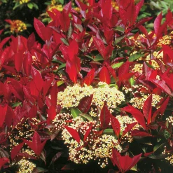 Slånaronia 'Viking'>Omnia garden Best