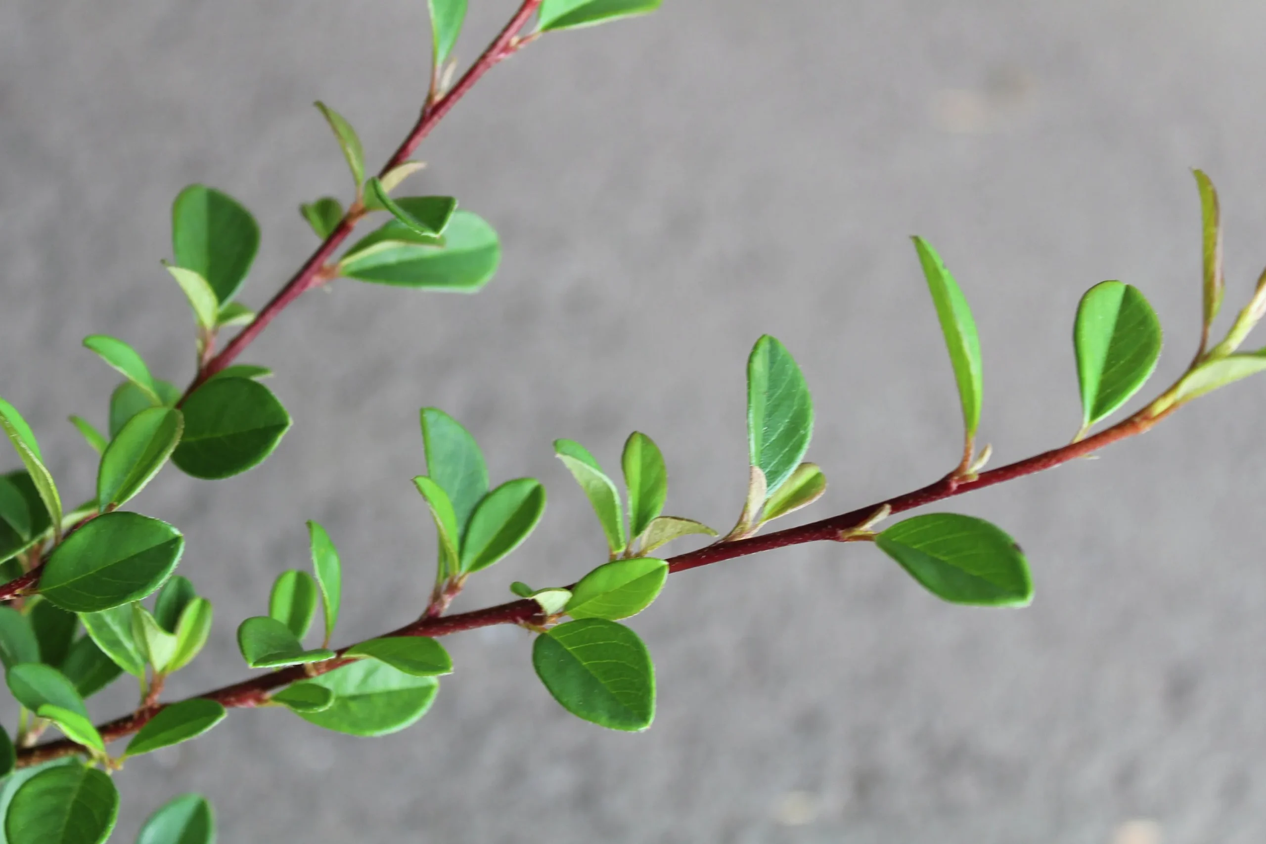 Småbladig Krypoxbär 'Eichholz' D:9-11cm Krukodlad>Omnia garden Hot
