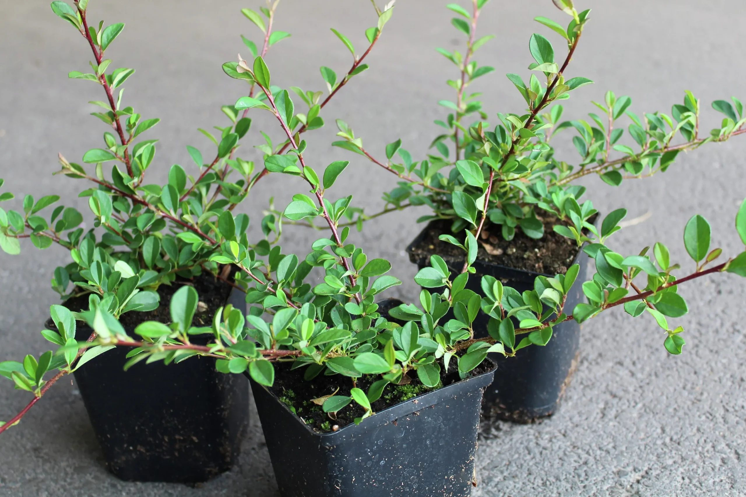 Småbladig Krypoxbär 'Eichholz' D:9-11cm Krukodlad>Omnia garden Hot