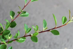 Småbladig Krypoxbär 'Eichholz' D:9-11cm Krukodlad><noscript><img width=