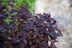 Smällspirea 'Little Angel' 'Hoogi016'>Omnia garden
