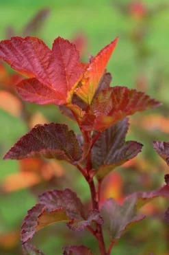 Smällspirea 'Little Angel' 'Hoogi016'><noscript><img width=