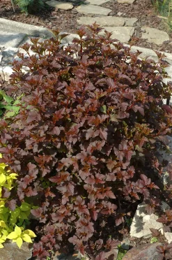 Smällspirea Rödbladig 'Diabolo' Krukodlad>Omnia garden Online