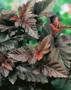 Smällspirea Rödbladig 'Diabolo' Krukodlad>Omnia garden Online