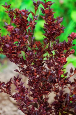 Smällspirea 'Tiny Wine' 'Smpotw'>Omnia garden Online