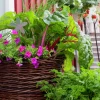 Småpetunia lat. Calibrachoa 'Million Bells'>Mäster Grön Discount