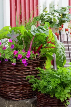 Småpetunia lat. Calibrachoa 'Million Bells'>Mäster Grön Discount