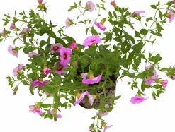 Småpetunia lat. Calibrachoa 'Million Bells'>Mäster Grön Discount