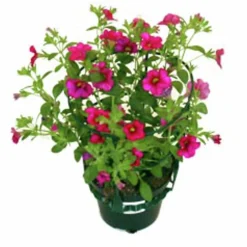 Småpetunia lat. Calibrachoa 'Million Bells'><noscript><img width=