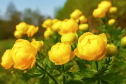 Smörboll syn. Trollius><noscript><img width=
