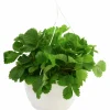 Smultron lat. Fragaria vesca Ampel>Mäster Grön Best