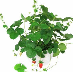 Smultron lat. Fragaria vesca Ampel>Mäster Grön Best