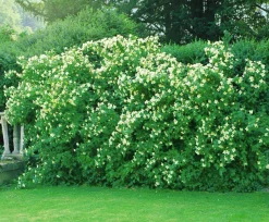 Smultronschersmin 'Mont Blanc' Krukodlad>Omnia garden New