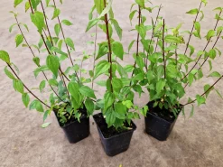 Smultronschersmin 'Mont Blanc' D:9-11cm Krukodlad>Omnia garden Discount