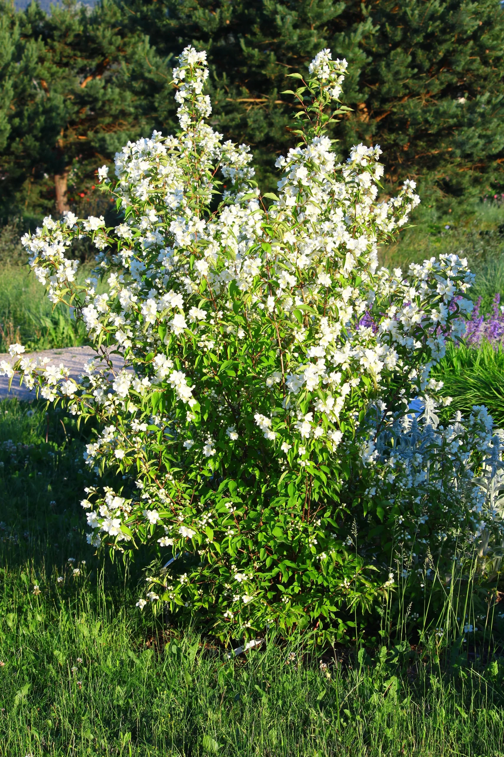 Smultronschersmin 'Mont Blanc' D:9-11cm Krukodlad>Omnia garden Discount