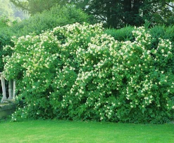Smultronschersmin 'Mont Blanc' D:9-11cm Krukodlad><noscript><img width=