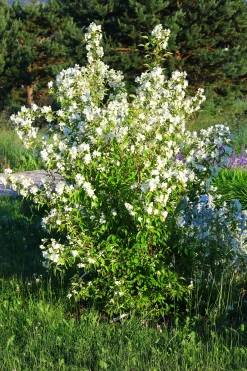 Smultronschersmin 'Mont Blanc' Barrotad>Omnia garden Best