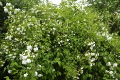 Smultronschersmin 'Mont Blanc' Barrotad><noscript><img width=