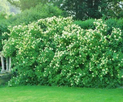 Smultronschersmin 'Mont Blanc' Goliath Barrotad>Omnia garden