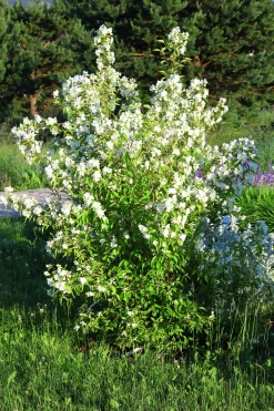 Smultronschersmin 'Mont Blanc' Goliath Barrotad>Omnia garden