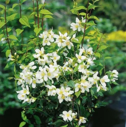 Smultronschersmin 'Mont Blanc' Goliath Barrotad><noscript><img width=