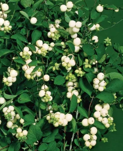 Snöbär Krukodlad>Omnia garden Online