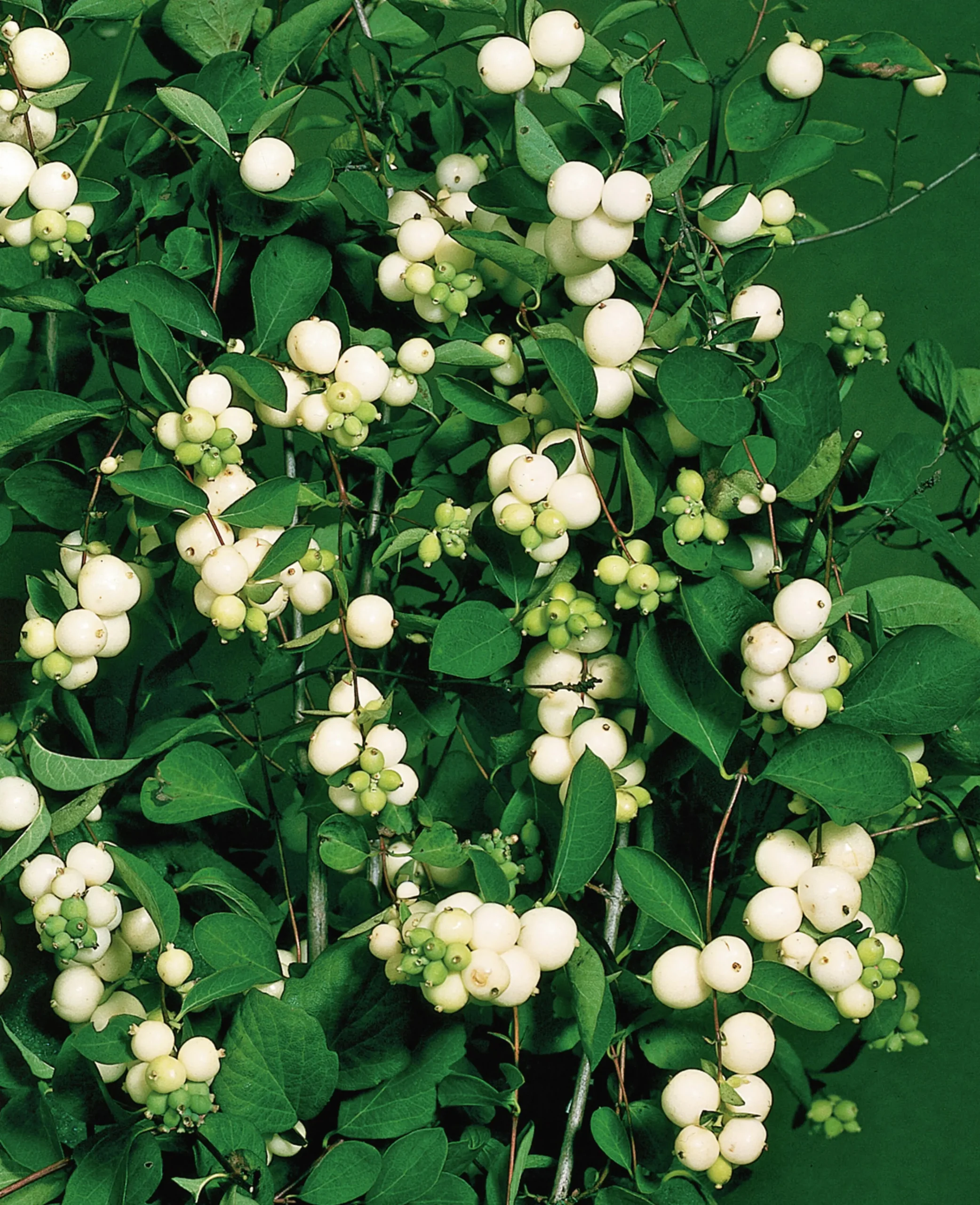 Snöbär Krukodlad>Omnia garden Online