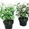 Snötörel lat. Euphorbia 'Diamond Frost'>Mäster Grön Clearance