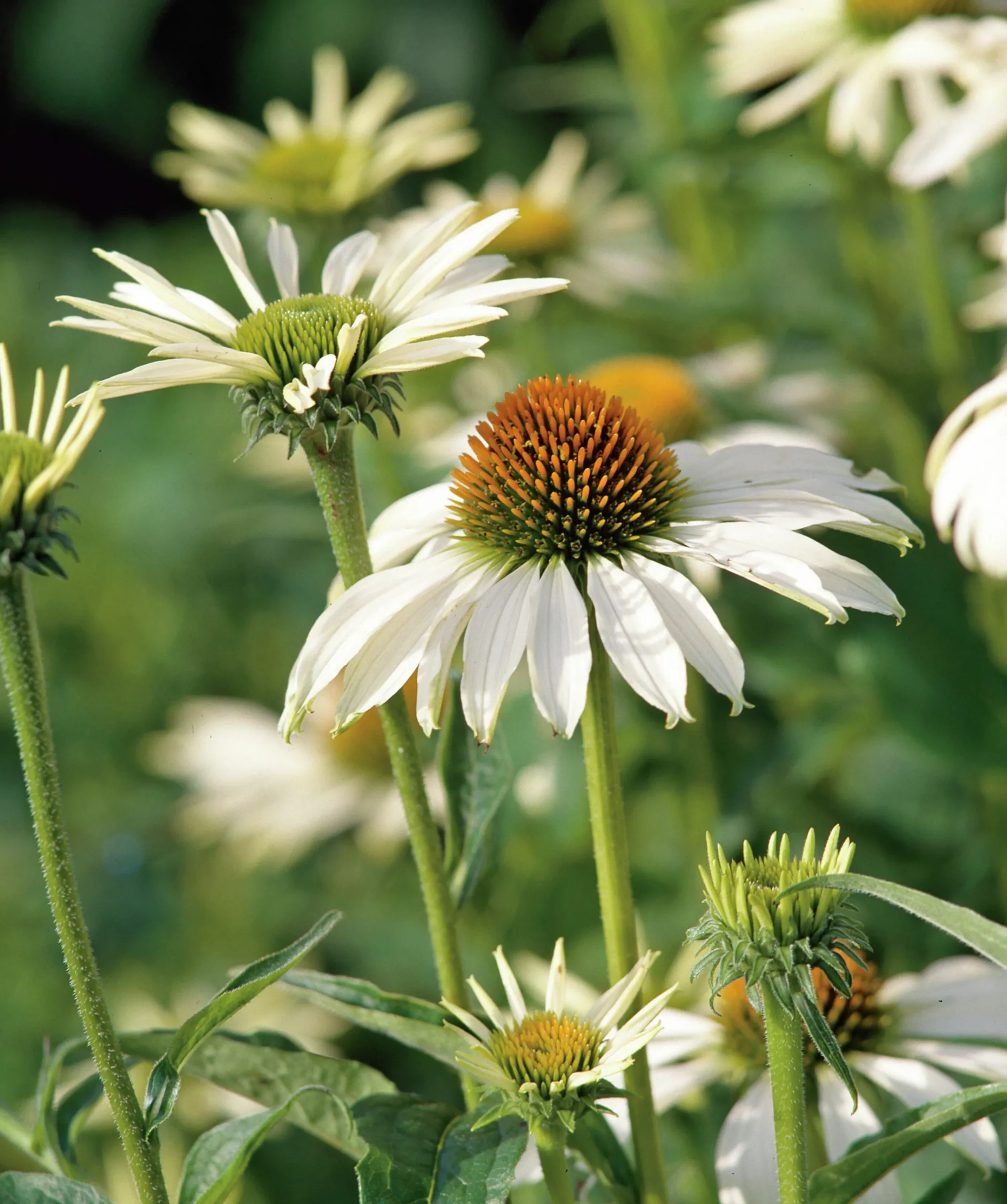 Solhatt 'Alba'>Omnia garden Best
