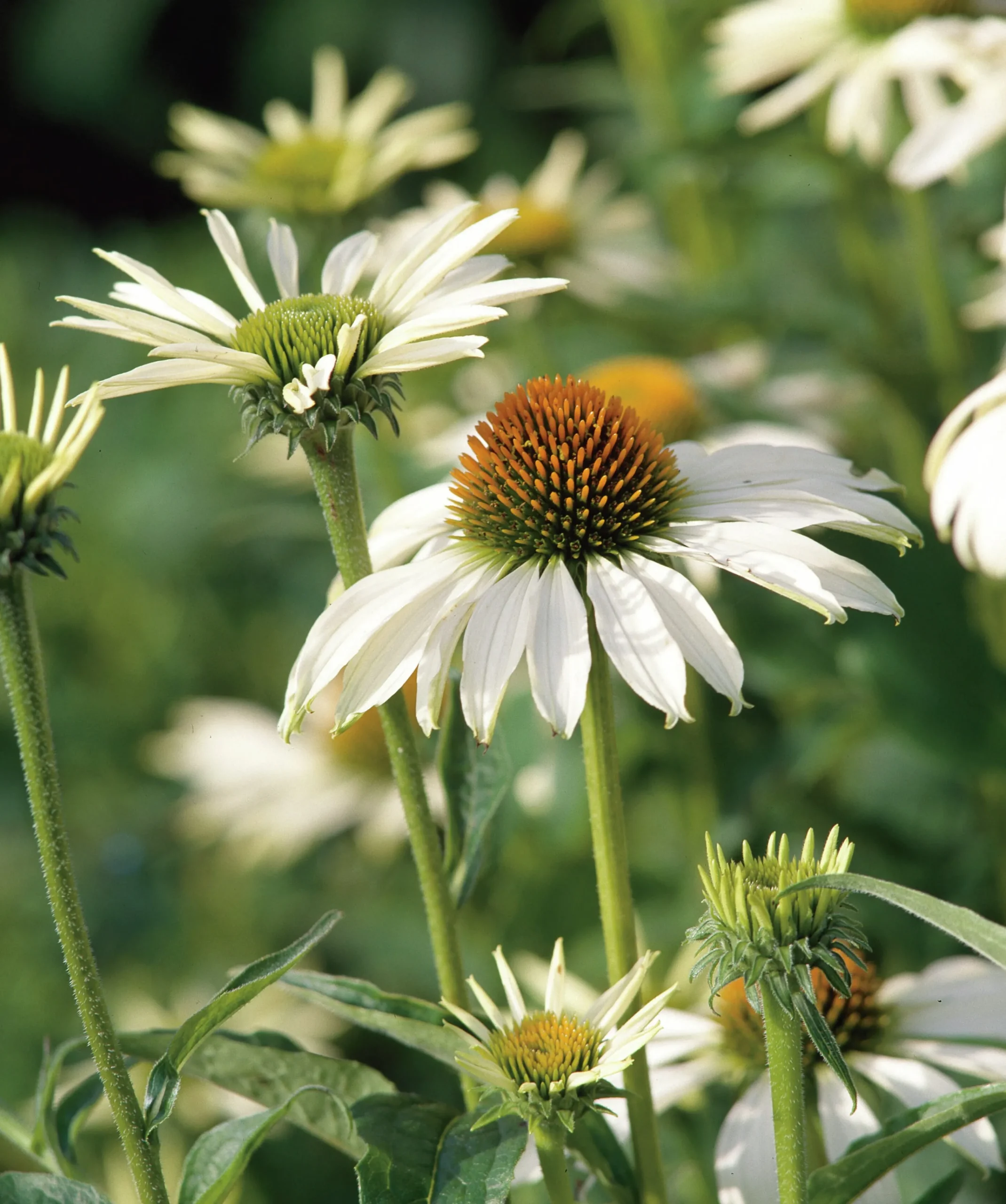 Solhatt 'Alba' 2L>Omnia garden Discount