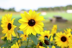 Solros lat. Helianthus annuus>Mäster Grön Hot