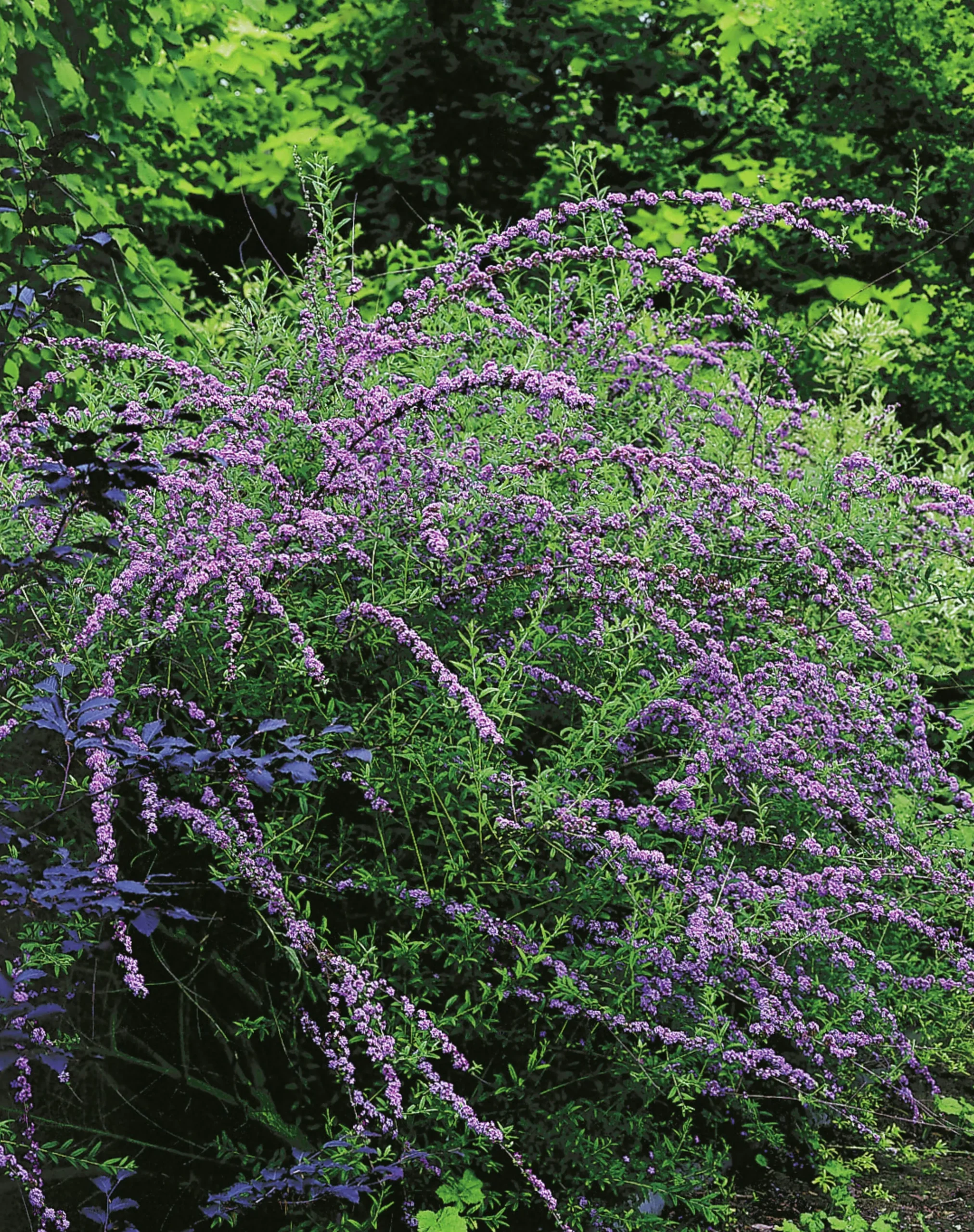 Sommarbuddleja Krukodlad>Omnia garden