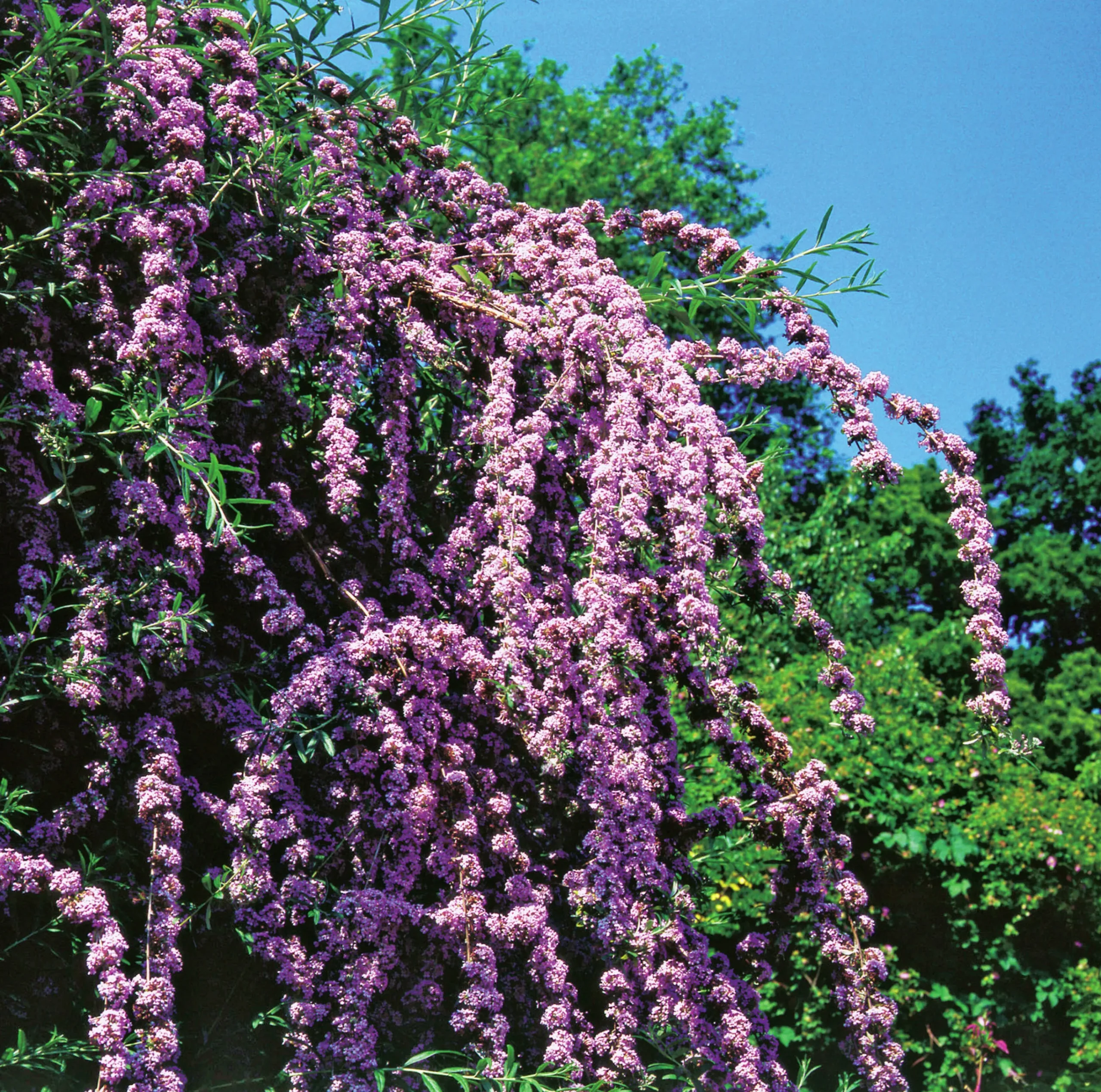 Sommarbuddleja Krukodlad>Omnia garden