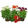 Sommardahlia lat. Dahlia x pinnata MaxiMix>Mäster Grön New
