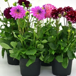 Sommardahlia lat. Dahlia x pinnata MaxiMix><noscript><img width=