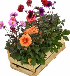 Sommardahlia lat. Dahlia x pinnata MaxiMix><noscript><img width=