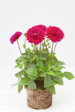 Sommardahlia lat. Dahlia x pinnata MaxiMix><noscript><img width=