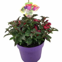 Sommarväxter i 19cm kruka>Mäster Grön New