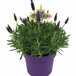 Sommarväxter i 19cm kruka><noscript><img width=