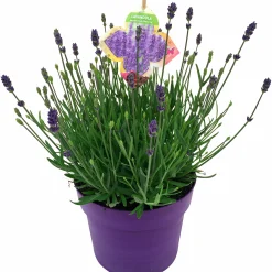 Sommarväxter i 19cm kruka><noscript><img width=