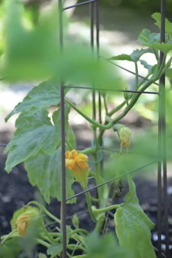 Spaljétorn för tomater 23+25+23cmx140cm>Nelson Garden New